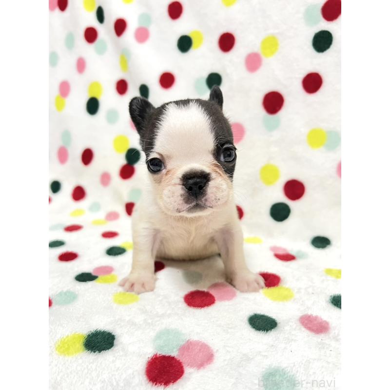 成約済の香川県のフレンチブルドッグ-425425の6枚目