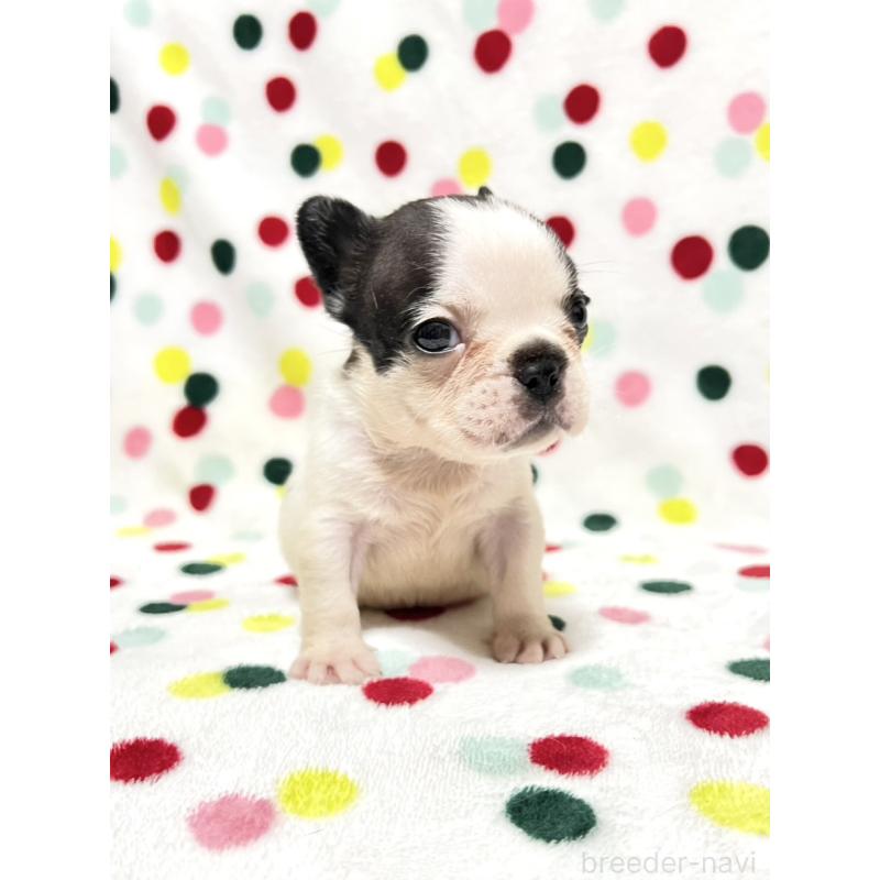 成約済の香川県のフレンチブルドッグ-425425の5枚目