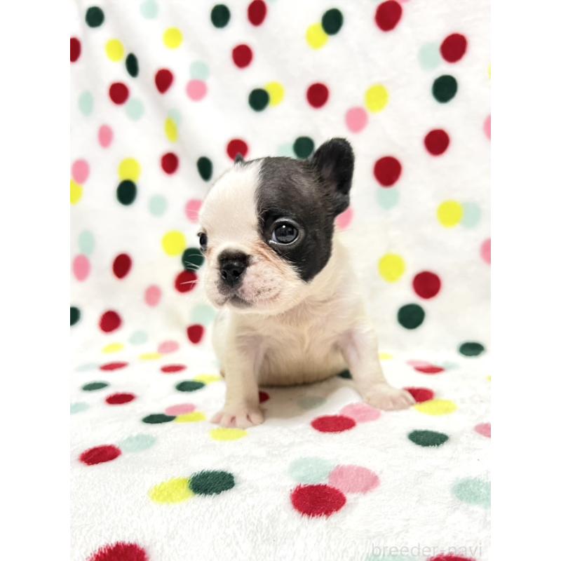 成約済の香川県のフレンチブルドッグ-425425の4枚目