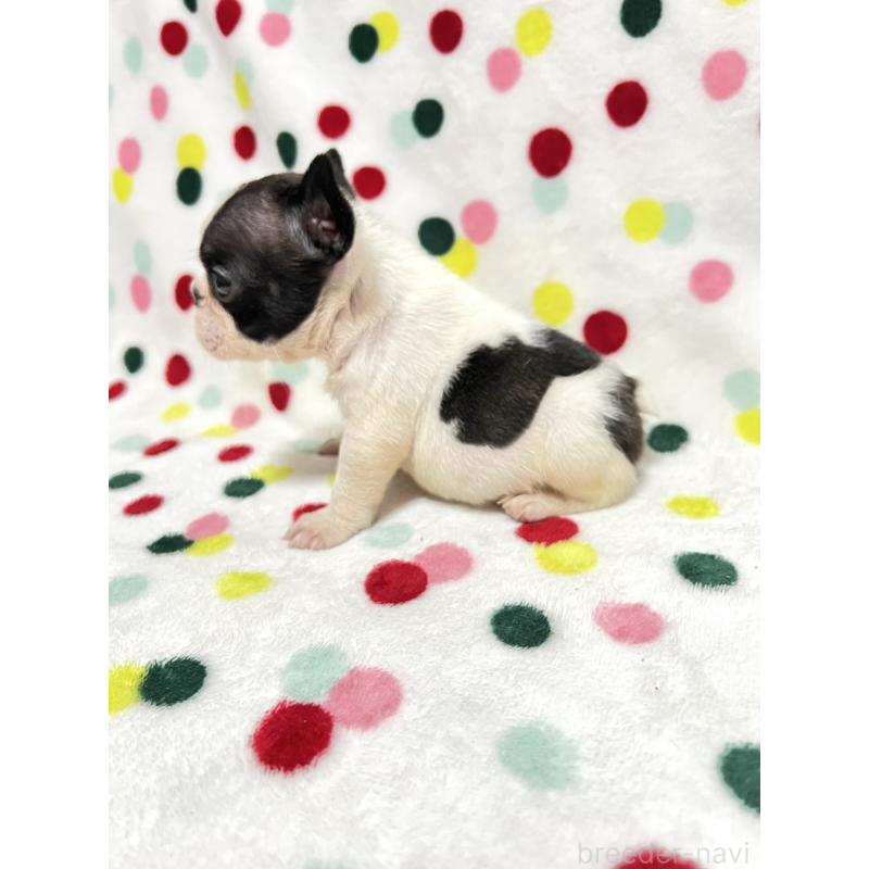 成約済の香川県のフレンチブルドッグ-425425の3枚目