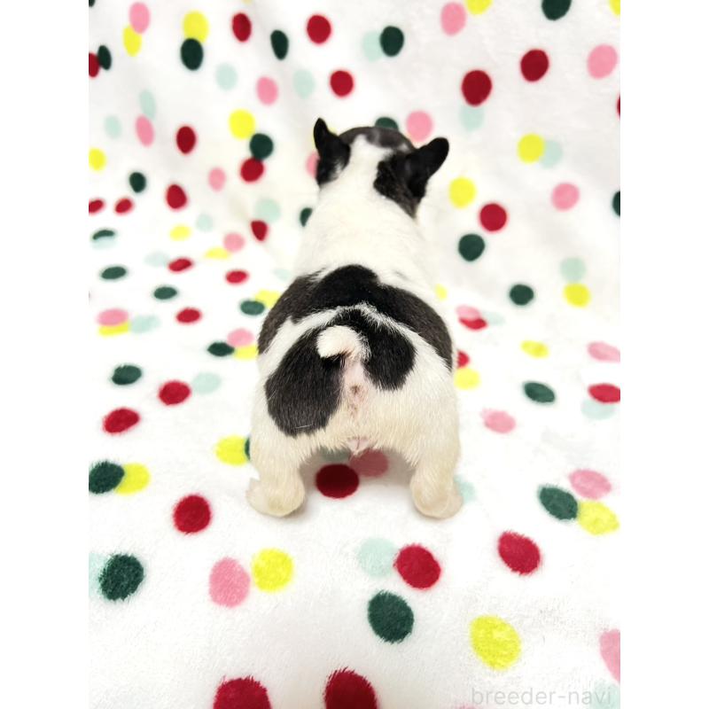 成約済の香川県のフレンチブルドッグ-425425の2枚目