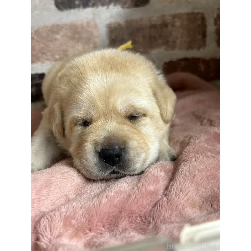 成約済の埼玉県のラブラドールレトリーバー-424847の3枚目