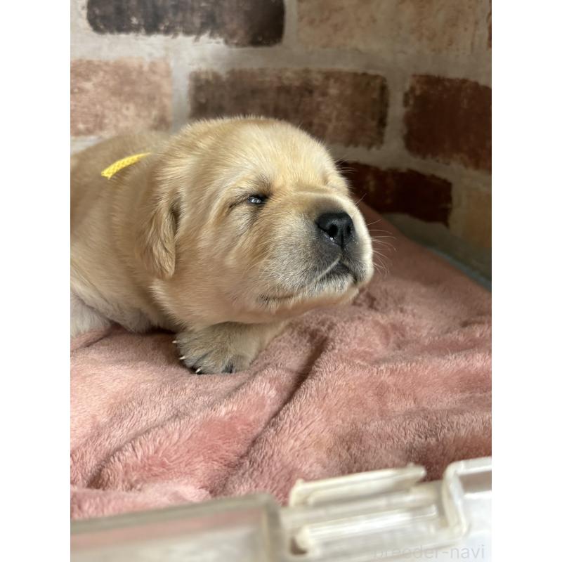 成約済の埼玉県のラブラドールレトリーバー-424847の2枚目