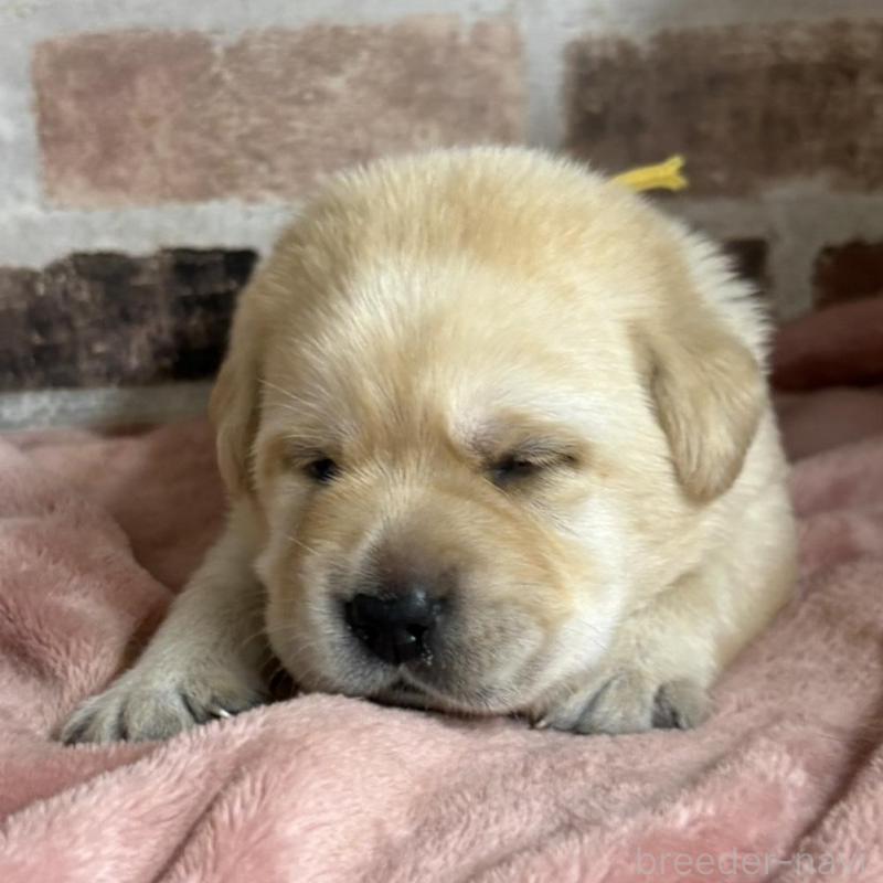 販売中の埼玉県のラブラドールレトリーバー-424847