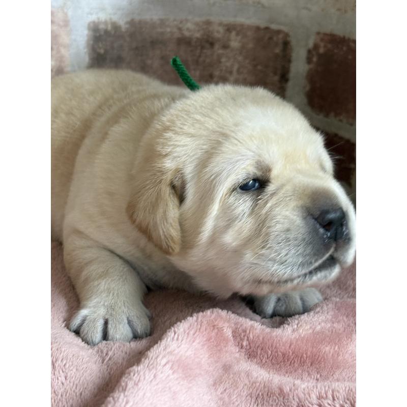 販売中の埼玉県のラブラドールレトリーバー-425427の3枚目