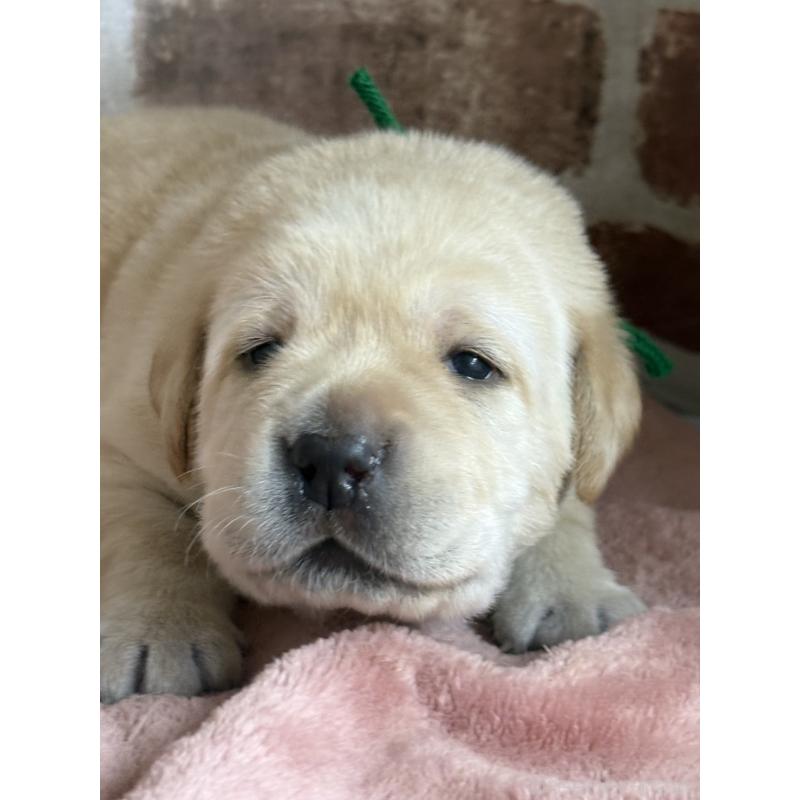 販売中の埼玉県のラブラドールレトリーバー-425427の2枚目