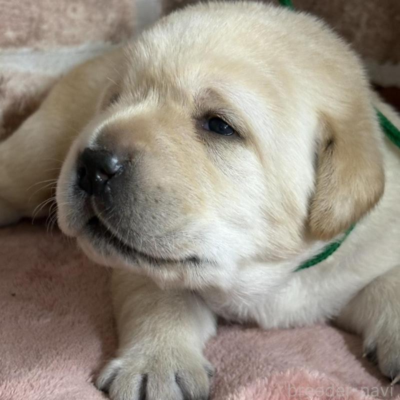 販売中の埼玉県のラブラドールレトリーバー-425427