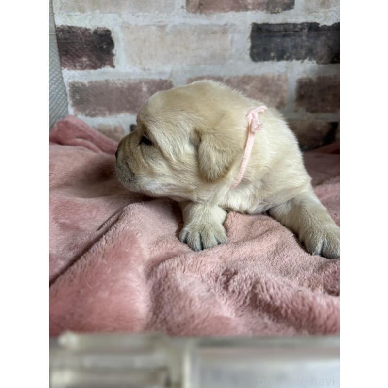 販売中の埼玉県のラブラドールレトリーバー-425428の4枚目