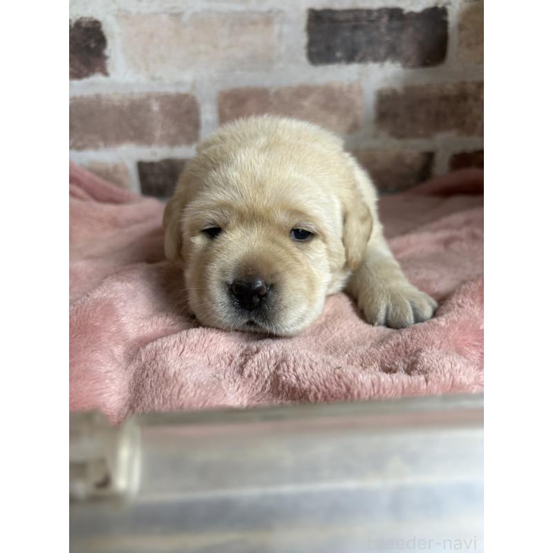 販売中の埼玉県のラブラドールレトリーバー-425428の3枚目