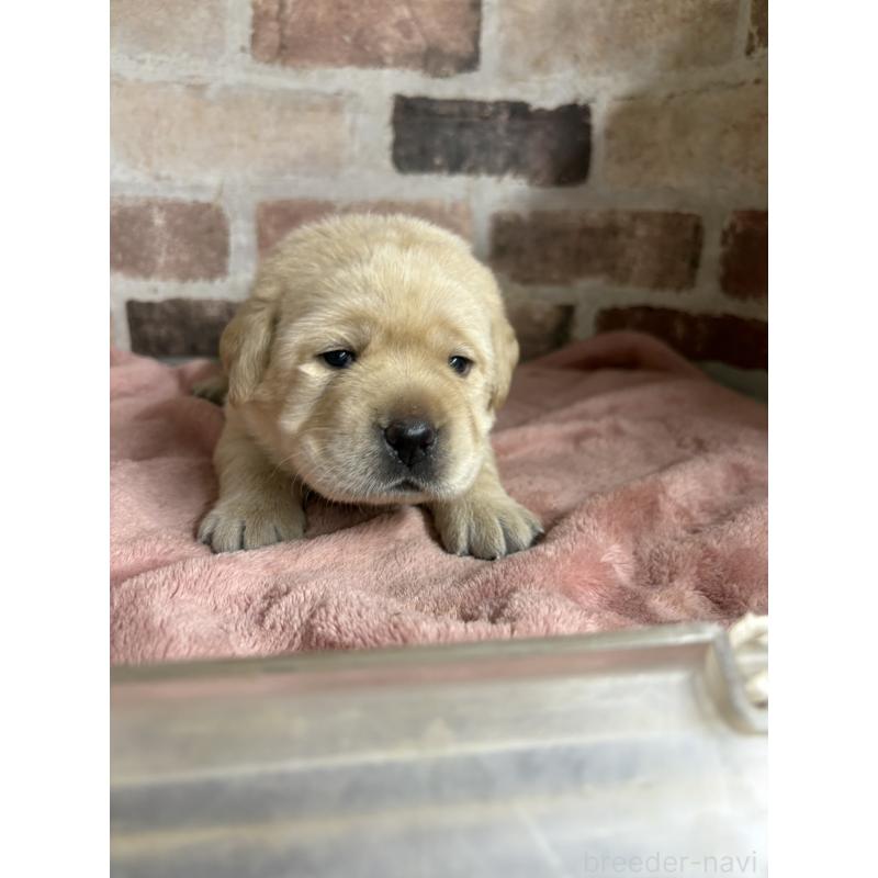 販売中の埼玉県のラブラドールレトリーバー-425428の2枚目