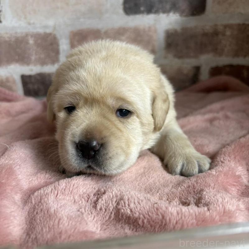 販売中の埼玉県のラブラドールレトリーバー-425428