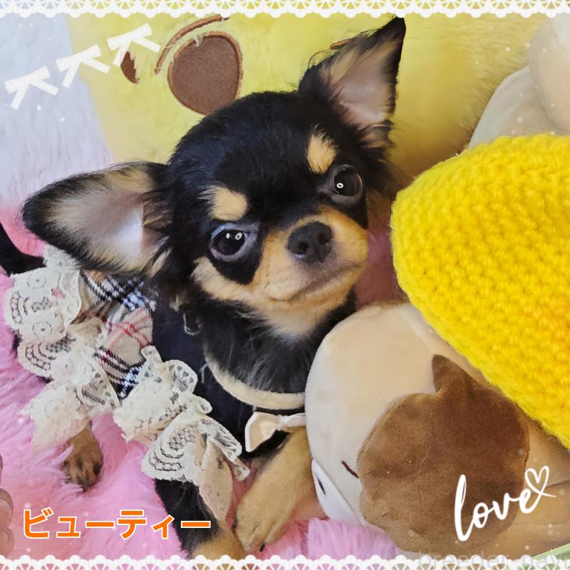 販売中の東京都のチワワ(ロングコート)-423308の2枚目