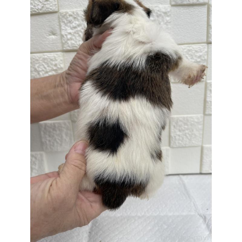 販売中の群馬県のジャックラッセルテリア-425429の11枚目