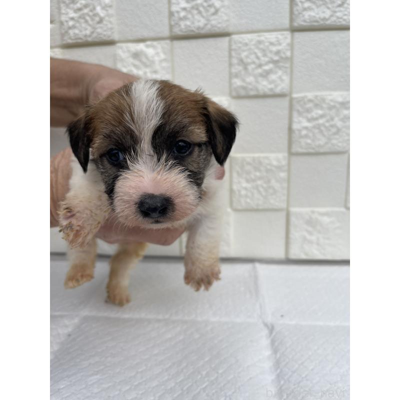 販売中の群馬県のジャックラッセルテリア-425429の10枚目