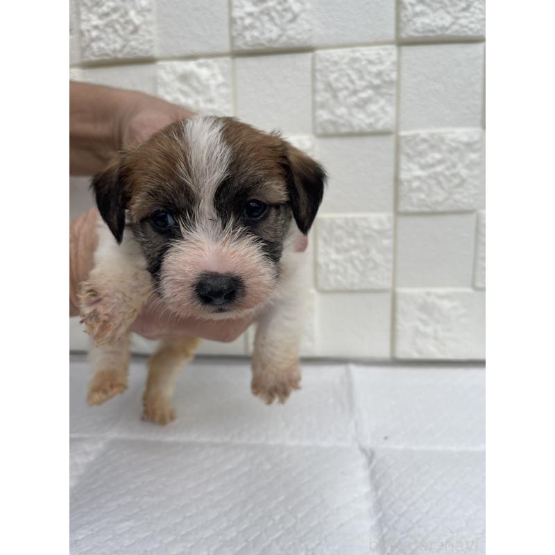 販売中の群馬県のジャックラッセルテリア-425429の9枚目