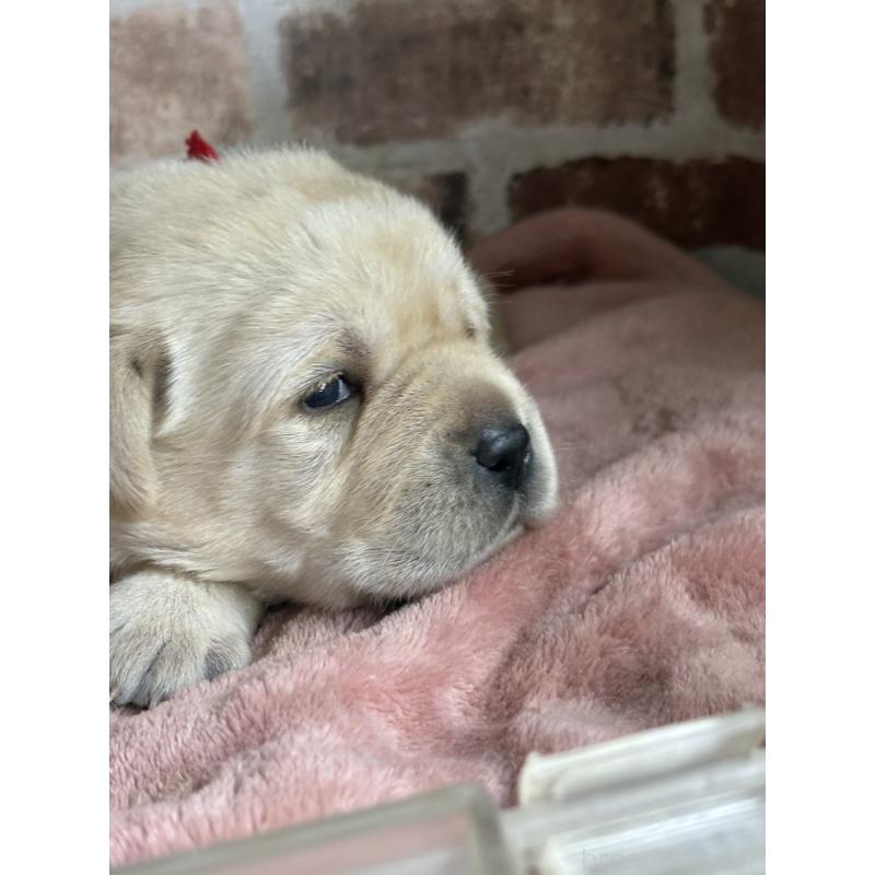 販売中の埼玉県のラブラドールレトリーバー-425430の2枚目