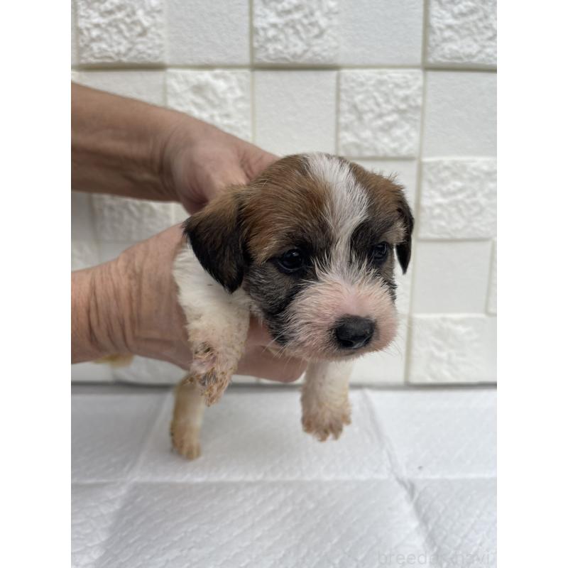 販売中の群馬県のジャックラッセルテリア-425429の7枚目