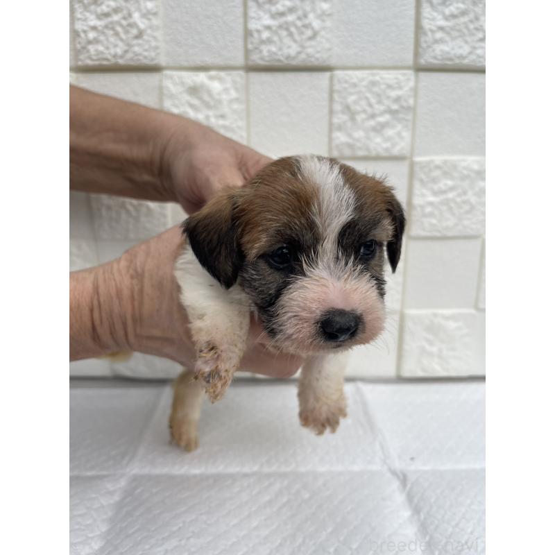 販売中の群馬県のジャックラッセルテリア-425429の6枚目