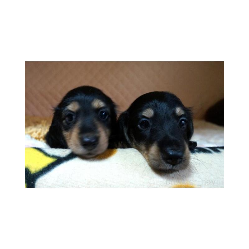 販売中の大阪府のミニチュアダックスフンド(ロングヘアード)-425431の6枚目