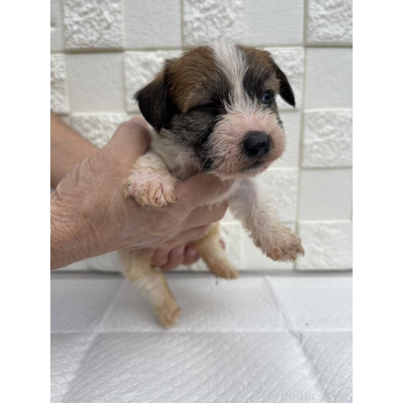 販売中の群馬県のジャックラッセルテリア-425429の5枚目