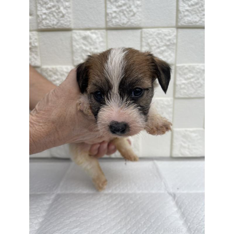 販売中の群馬県のジャックラッセルテリア-425429の4枚目