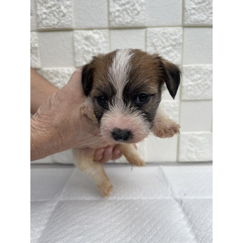 販売中の群馬県のジャックラッセルテリア-425429の3枚目