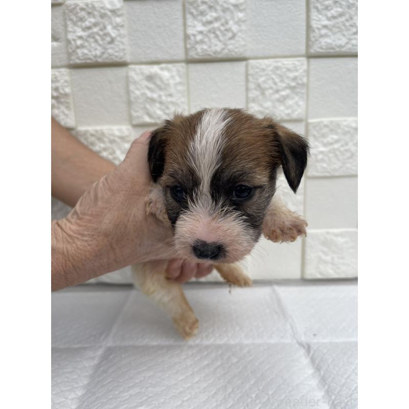 販売中の群馬県のジャックラッセルテリア-425429の2枚目