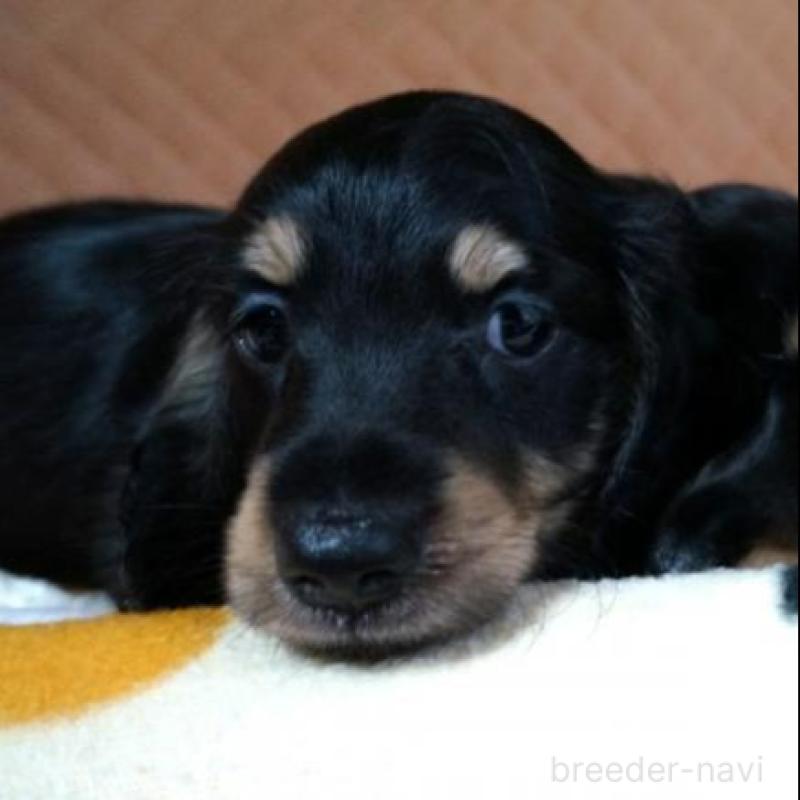 販売中の大阪府のミニチュアダックスフンド(ロングヘアード)-425431の5枚目