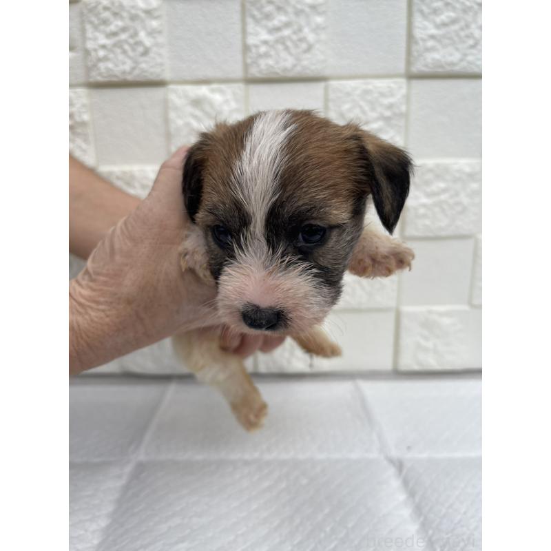 販売中の群馬県のジャックラッセルテリア-425429