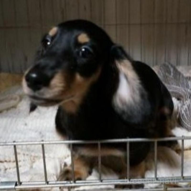 販売中の大阪府のミニチュアダックスフンド(ロングヘアード)-425431の4枚目