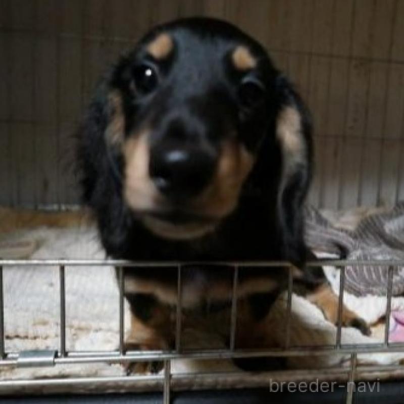 販売中の大阪府のミニチュアダックスフンド(ロングヘアード)-425431の3枚目