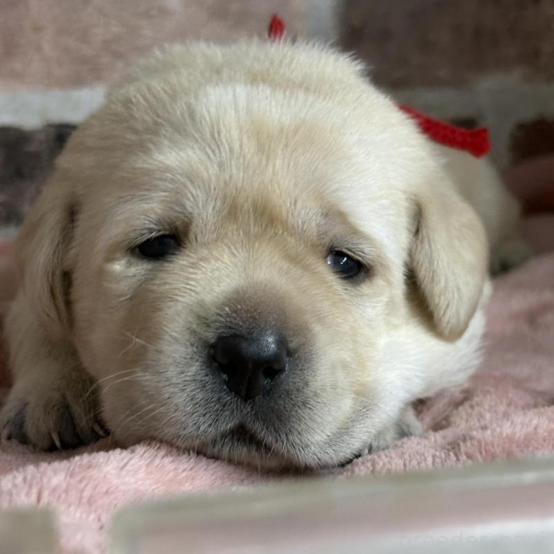 販売中の埼玉県のラブラドールレトリーバー-425430の1枚目