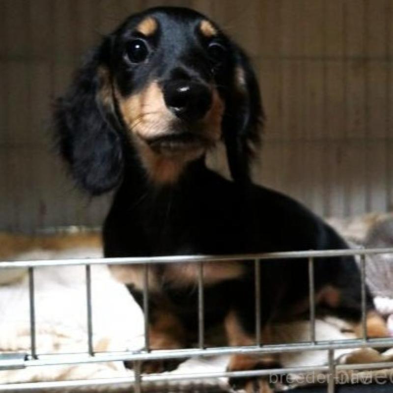 販売中の大阪府のミニチュアダックスフンド(ロングヘアード)-425431の2枚目