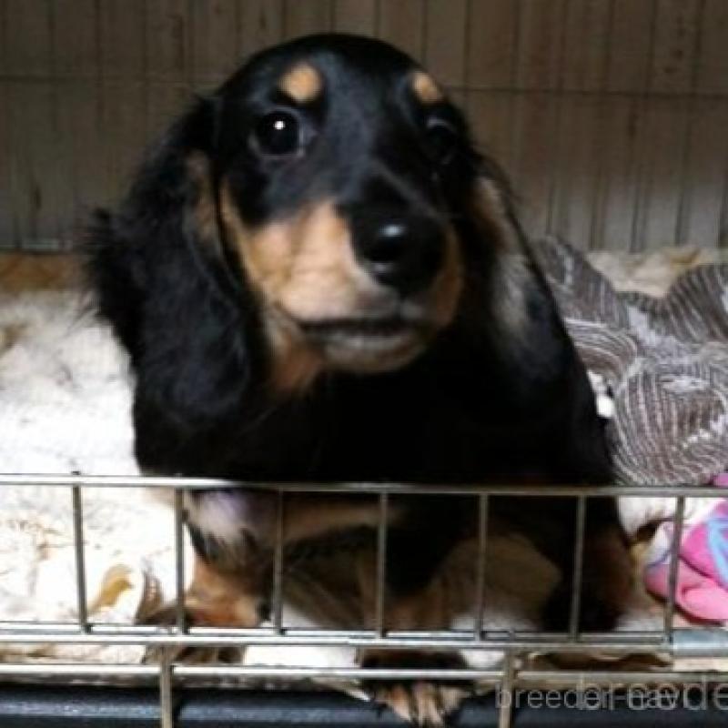 販売中の大阪府のミニチュアダックスフンド(ロングヘアード)-425431の1枚目