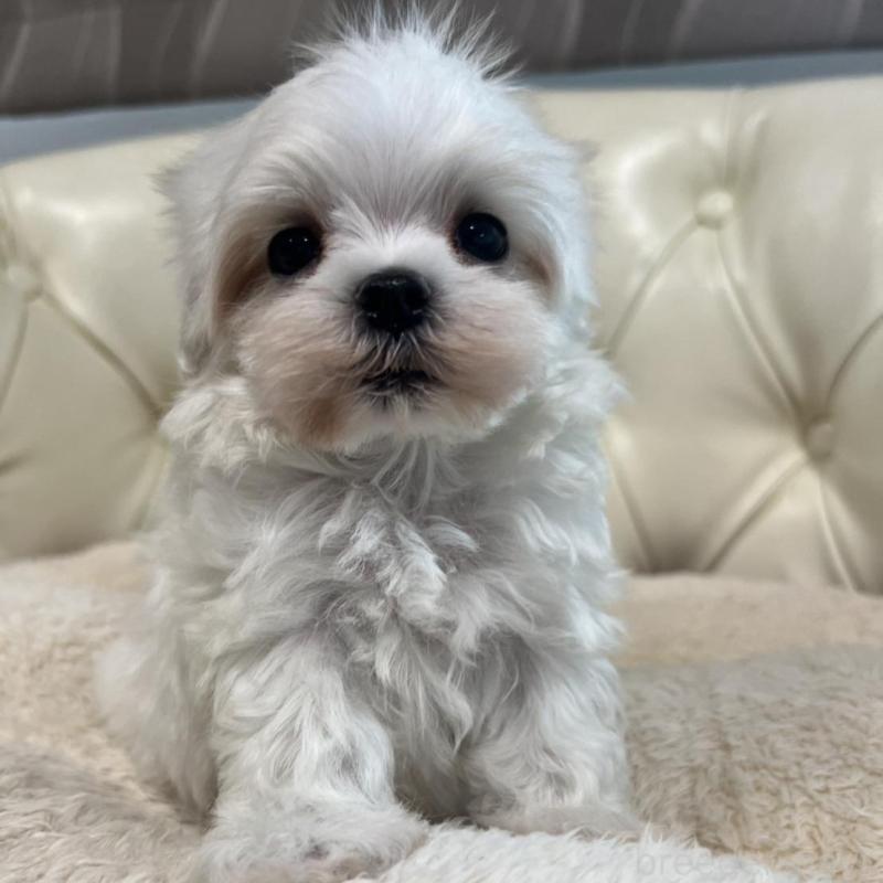 販売中の香川県のマルチーズ-425454の1枚目