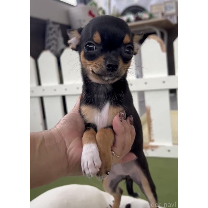 販売中の福岡県のチワワ(スムースコート)-419308の2枚目