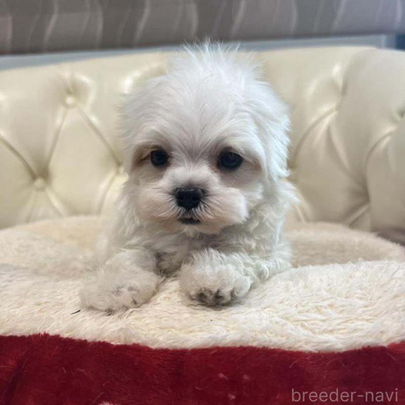 販売中の香川県のマルチーズ-425454の18枚目