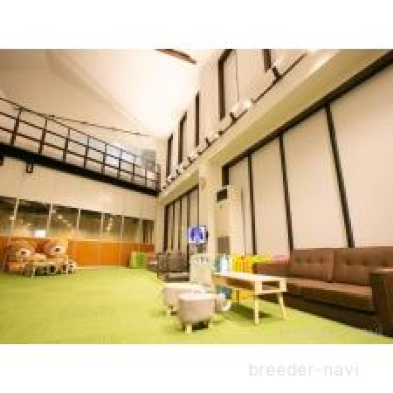 販売中の茨城県のトイプードル-418445の3枚目