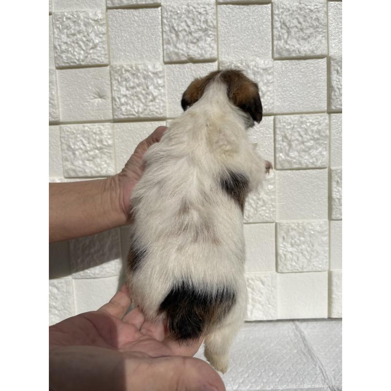 販売中の群馬県のジャックラッセルテリア-425434の10枚目