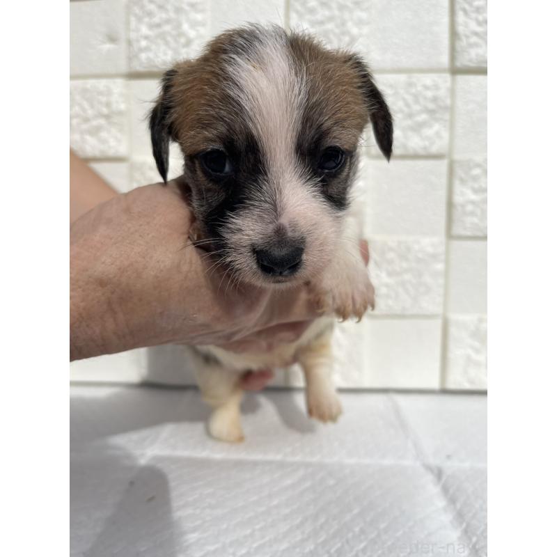 販売中の群馬県のジャックラッセルテリア-425434の9枚目