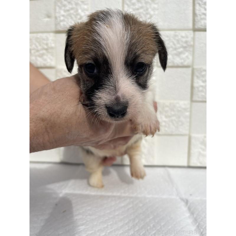 販売中の群馬県のジャックラッセルテリア-425434の8枚目