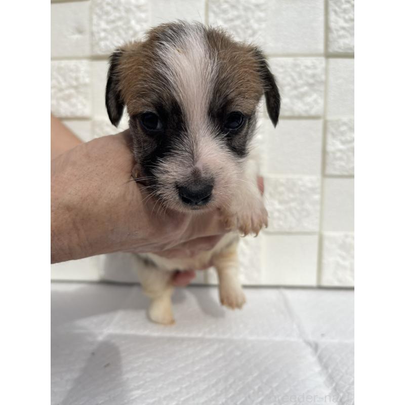 販売中の群馬県のジャックラッセルテリア-425434の7枚目