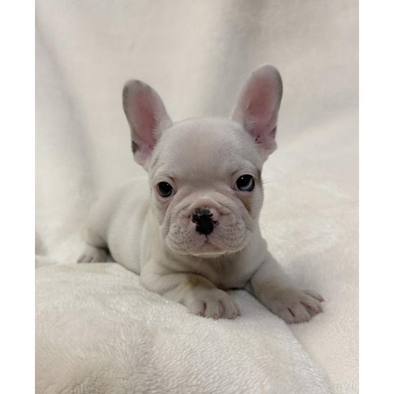 販売中の山口県のフレンチブルドッグ-416413の1枚目