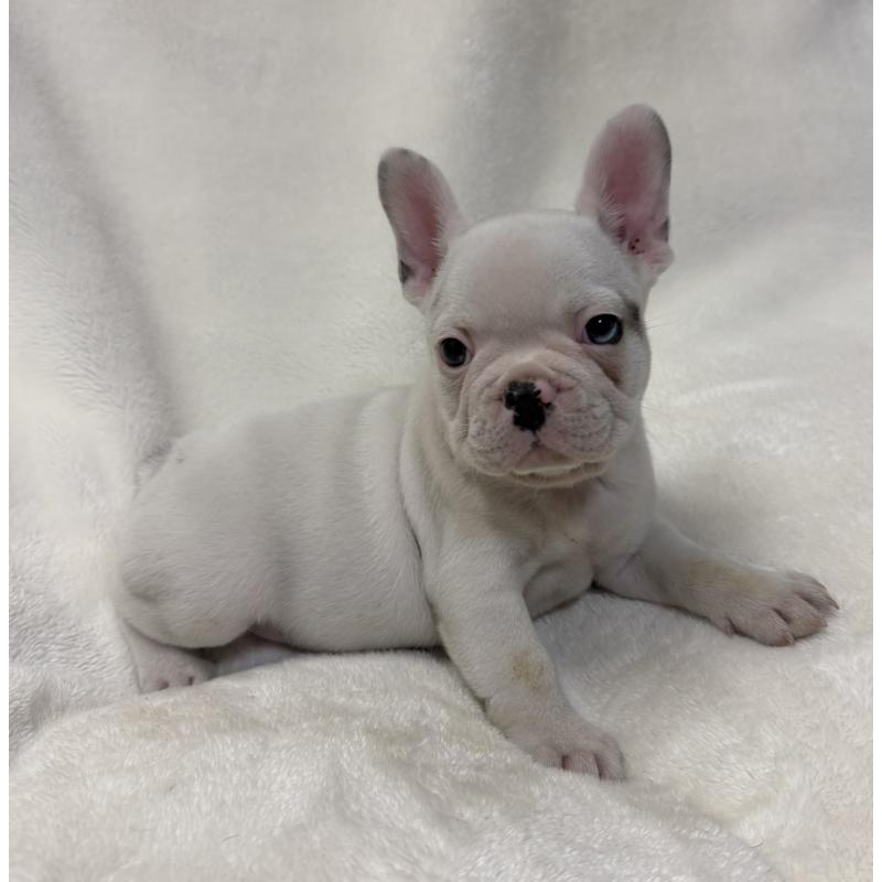 販売中の山口県のフレンチブルドッグ-416413の4枚目