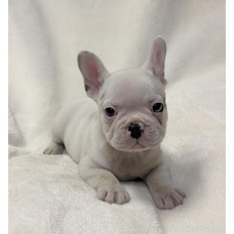 販売中の山口県のフレンチブルドッグ-416413の3枚目