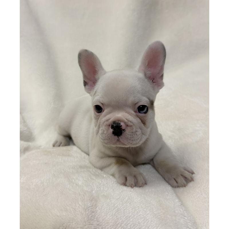 販売中の山口県のフレンチブルドッグ-416413の2枚目