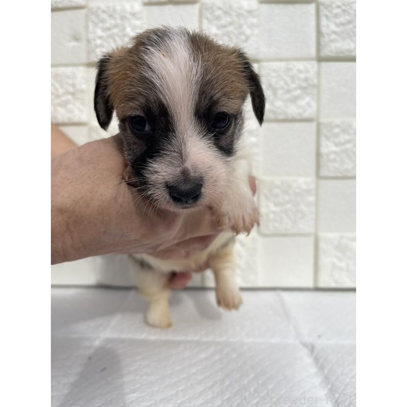 販売中の群馬県のジャックラッセルテリア-425434の6枚目