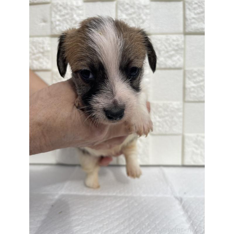 販売中の群馬県のジャックラッセルテリア-425434の5枚目