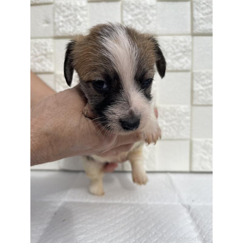 販売中の群馬県のジャックラッセルテリア-425434の4枚目