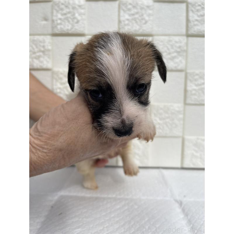 販売中の群馬県のジャックラッセルテリア-425434の2枚目